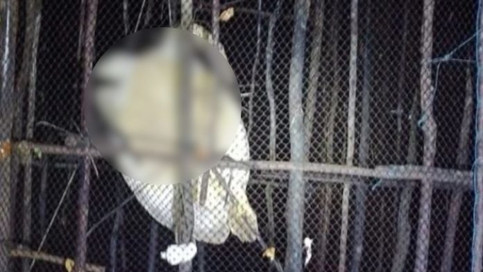 Algodoal: tartaruga com mais de 400 ovos é amarrada e morta