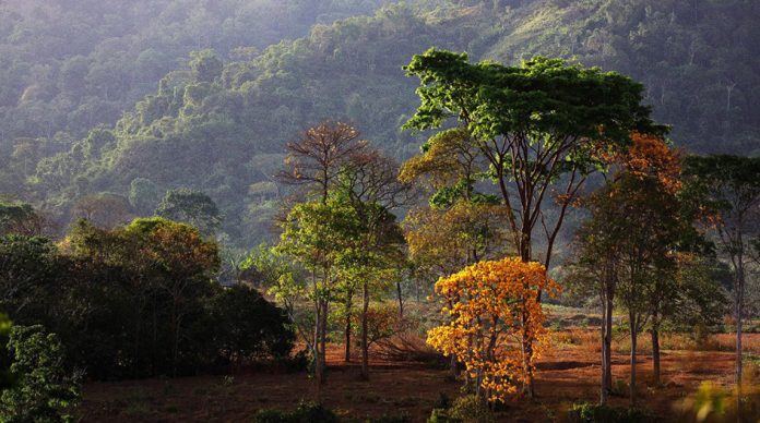 Pará anuncia restauro florestal para São Félix do Xingu